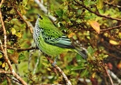 Ixothraupis guttata tolimae