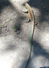 Cnemidophorus gaigei