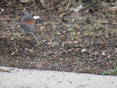Junco hyemalis