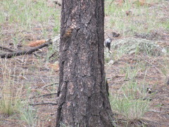 Sitta carolinensis