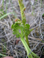 Botrychium hesperium