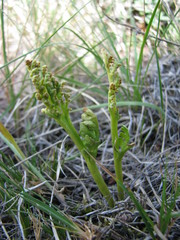 Botrychium hesperium