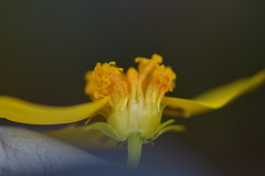 Leptosyne stillmanii