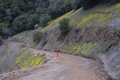 Leptosyne stillmanii