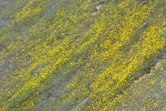 Leptosyne stillmanii