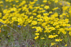 Leptosyne stillmanii