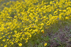 Leptosyne stillmanii