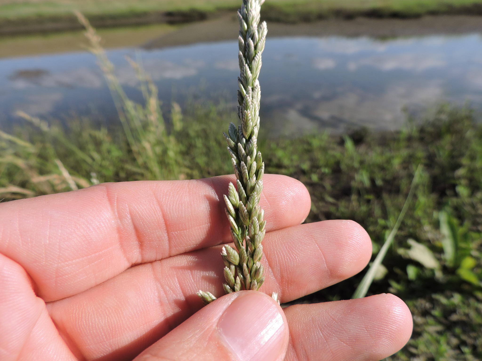 Tridens albescens
