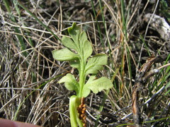 Botrychium hesperium