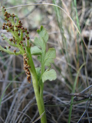 Botrychium hesperium