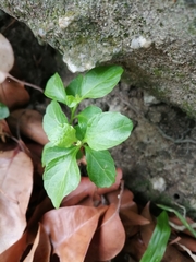 Ocimum basilicum