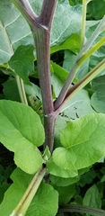 Arctium tomentosum