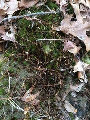 Polytrichastrum ohioense