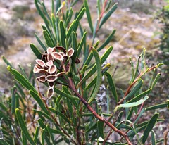 Acacia cupularis