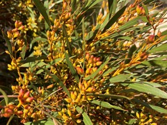 Eucalyptus leptophylla