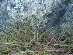 Festuca ammobia