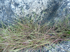 Festuca ammobia
