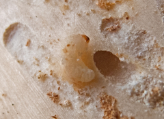 Phloeosinus
