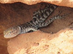 Sceloporus magister