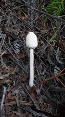 Macrolepiota dolichaula