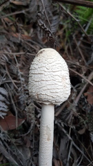 Macrolepiota dolichaula