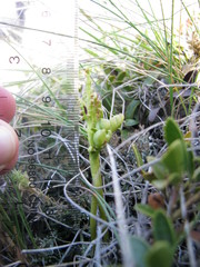 Botrychium michiganense