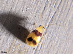 Monolepta bifasciata