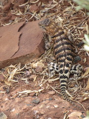 Sceloporus magister
