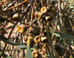 Eucalyptus diversifolia