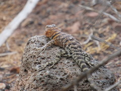 Sceloporus magister