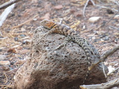 Sceloporus magister