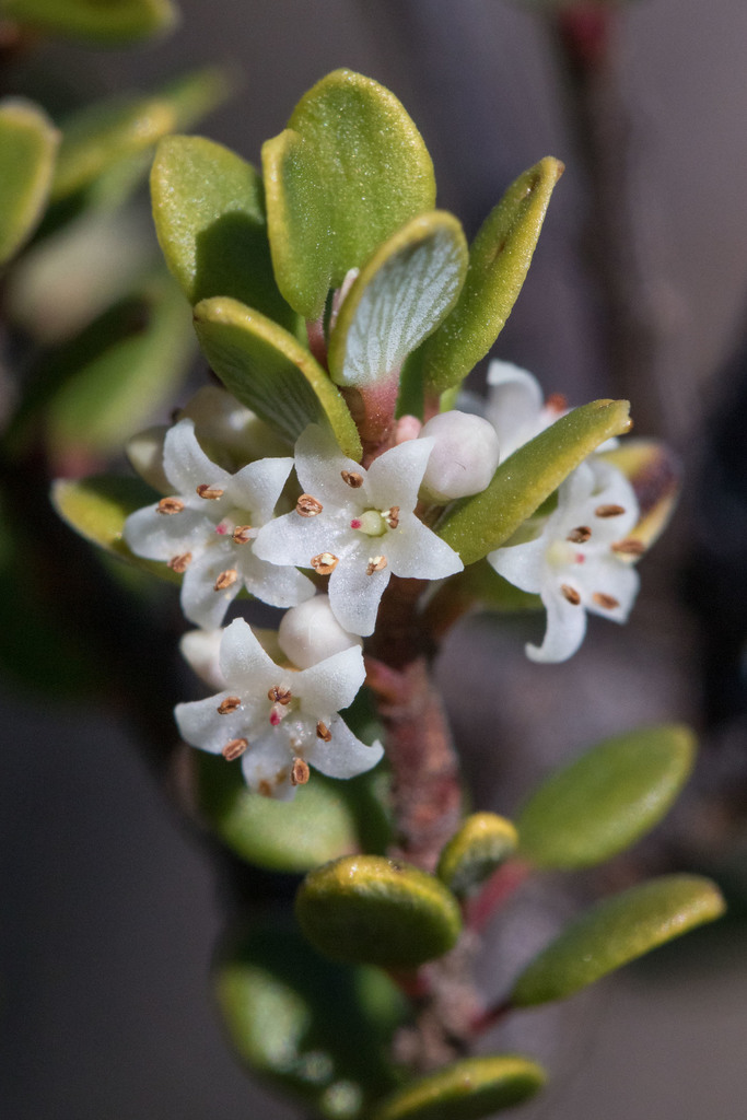 Monotoca submutica