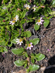 Scaevola hookeri