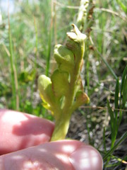 Botrychium hesperium