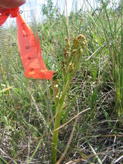 Botrychium hesperium