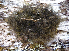 Pseudephebe pubescens