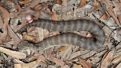 Acanthophis antarcticus