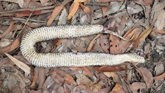 Acanthophis antarcticus