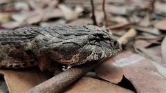 Acanthophis antarcticus