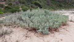 Atriplex cinerea