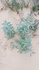Atriplex cinerea