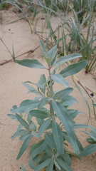 Atriplex cinerea
