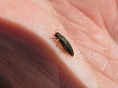 Agrilus viridis