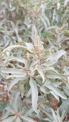 Atriplex cinerea