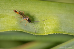 Dolichomitus irritator