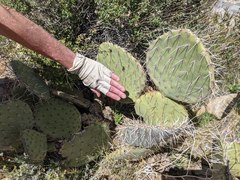 Opuntia engelmannii var. engelmannii