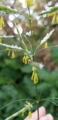 Bromus inermis