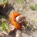 隱綿蟹屬 - Photo 由 Broome Community Seagrass Monitoring Project 所上傳的 (c) Broome Community Seagrass Monitoring Project，保留部份權利CC BY-NC