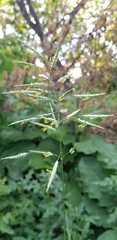 Bromus inermis