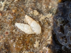 Odostomia